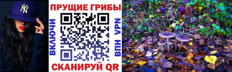 цена   блэк спрут ССЫЛКА  Галлюциногенные грибы MAGIC MUSHROOMS  Осташков 